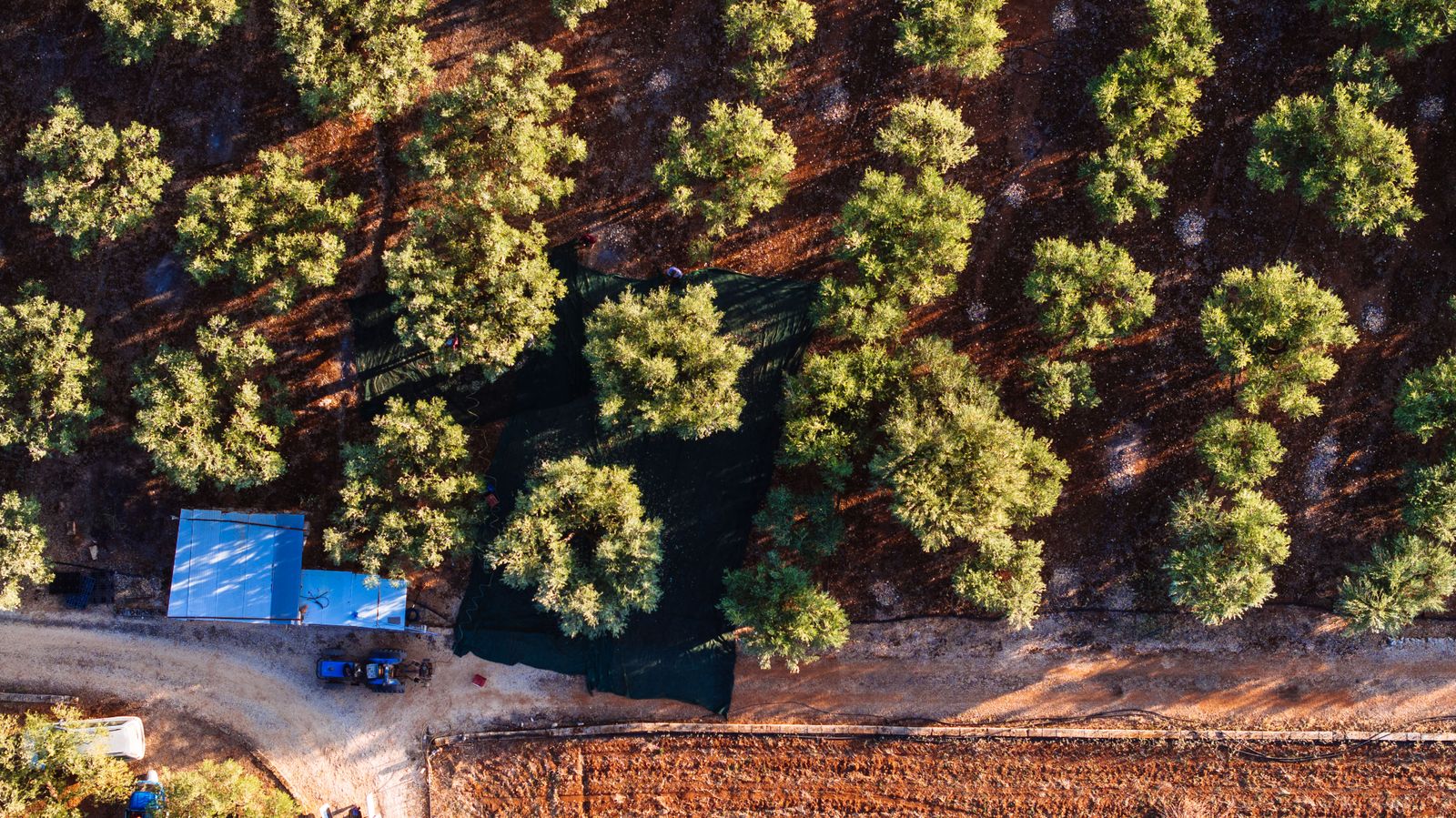 An olive grove seen from directly above, with a harvest net and a tractor between the rows