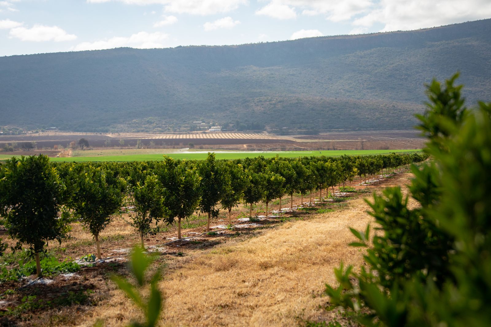 Rows of young citrus trees with green fields and mountains beyond