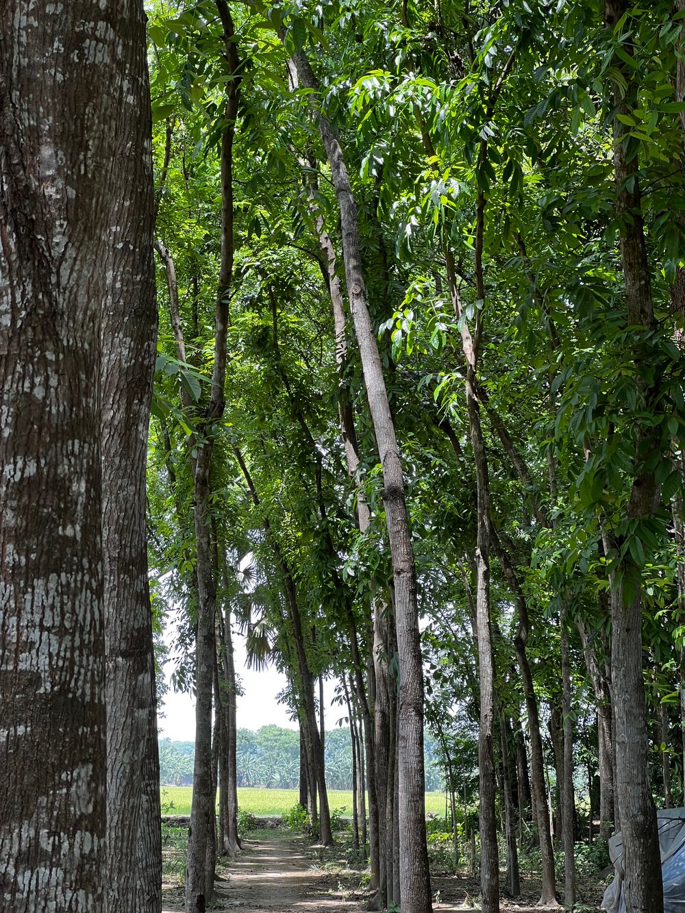 A path through tall, dense planting toward a bright open field