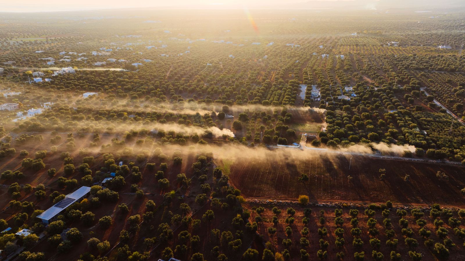 Olive grove rows at golden hour in Puglia, Italy, long shadows across the soil